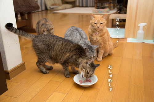 なかよくね_d0355333_17284659.jpg