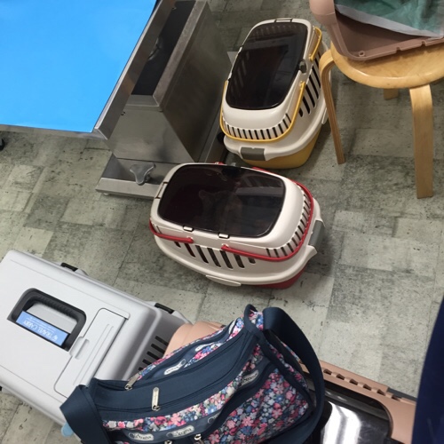 あたふた通院_d0355333_17284766.jpg