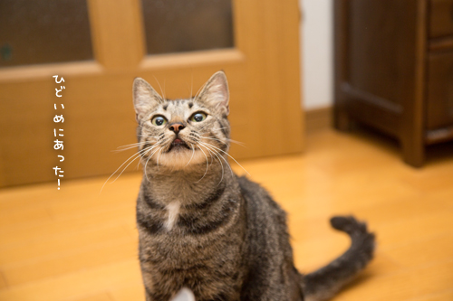 はじめてのシャンプー_d0355333_17284843.jpg