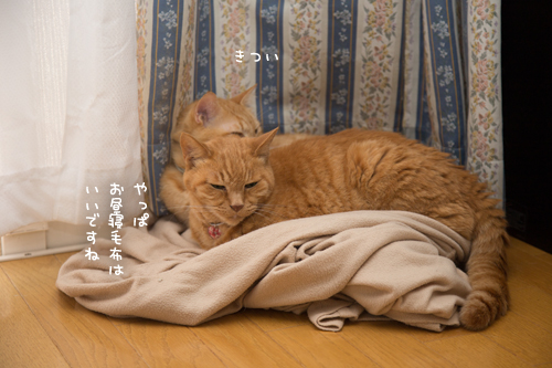 これがいいんだよね_d0355333_17285419.jpg