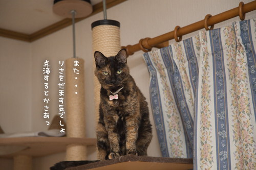 さび猫をだますのは難しい_d0355333_17291018.jpg