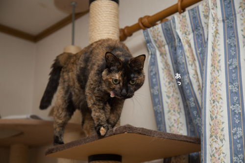 さび猫をだますのは難しい_d0355333_17291070.jpg