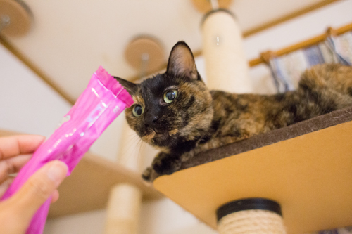 さび猫より上手に_d0355333_17291169.jpg