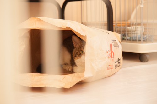 トフカスサンドの袋は_d0355333_17291267.jpg