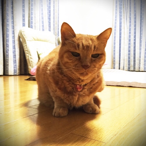 洗面所にアレが_d0355333_17291466.jpg