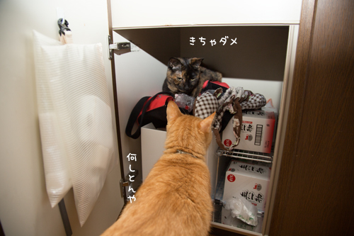 新しい場所を見つけた_d0355333_17291568.jpg