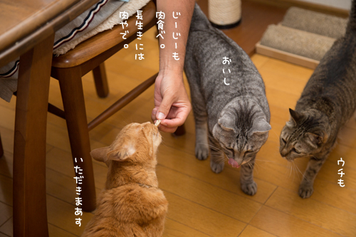 肉フェス_d0355333_17291945.jpg