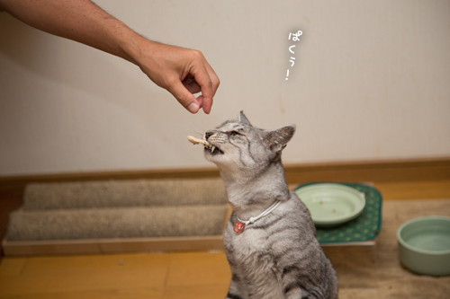 肉にかける情熱_d0355333_17292018.jpg