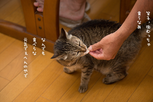 肉フェス_d0355333_17292097.jpg