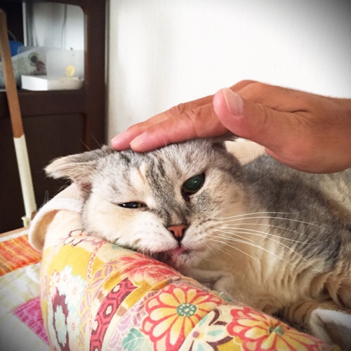 まみちゃんの目_d0355333_17292134.jpg