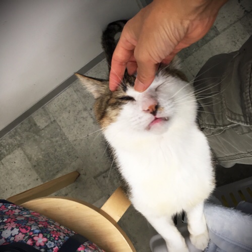 獣医さんもびっくり_d0355333_17292424.jpg