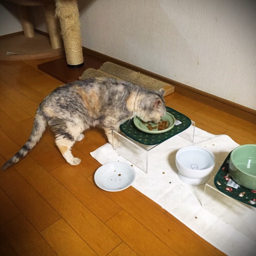 まさかの診察室闊歩_d0355333_17292760.jpg