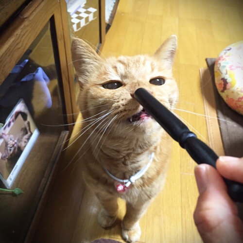 もう一週間。_d0355333_17293513.jpg