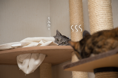 バッティングした場合_d0355333_17293807.jpg
