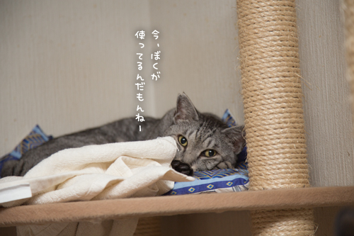 バッティングした場合_d0355333_17293882.jpg