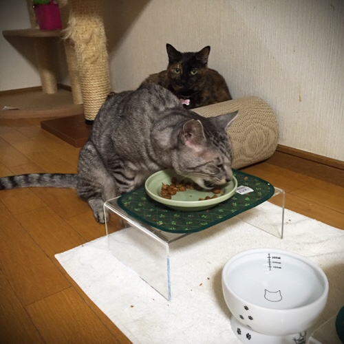 なっちゃん頑張ったよ_d0355333_17293917.jpg