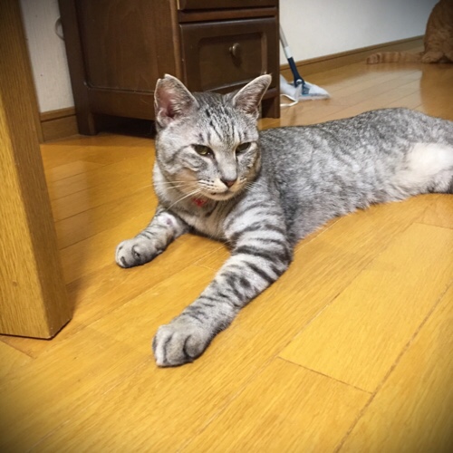 なっちゃん頑張ったよ_d0355333_17294018.jpg