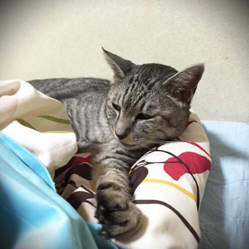 なっちゃん頑張ったよ_d0355333_17294027.jpg
