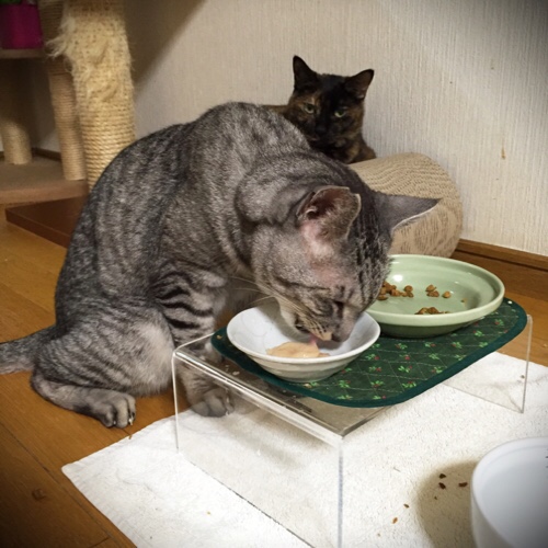 なっちゃん頑張ったよ_d0355333_17294038.jpg