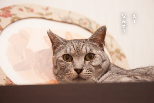 だって、猫だから_d0355333_17294281.jpg