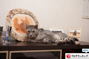 だって、猫だから_d0355333_17294313.jpg