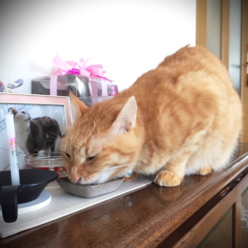 こっそり食べるのがおいしいお供えの味_d0355333_17294352.jpg
