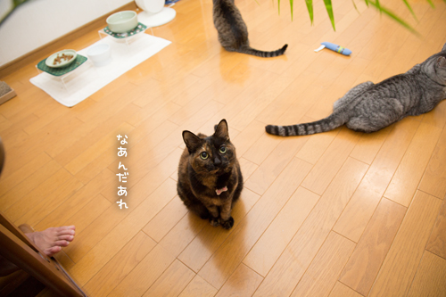 こどもだまし_d0355333_17294510.jpg