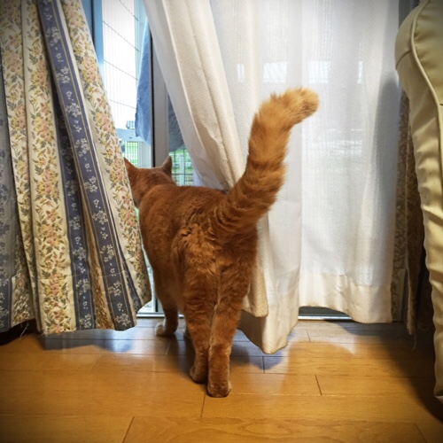 ねこのおしり_d0355333_17294546.jpg