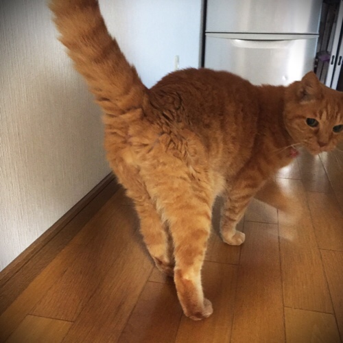 ねこのおしり_d0355333_17294583.jpg