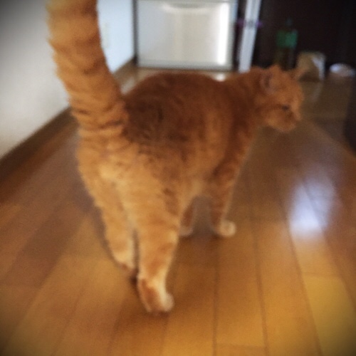 ねこのおしり_d0355333_17294598.jpg