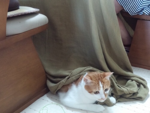 たろちゃの近況報告_d0355333_17294772.jpg