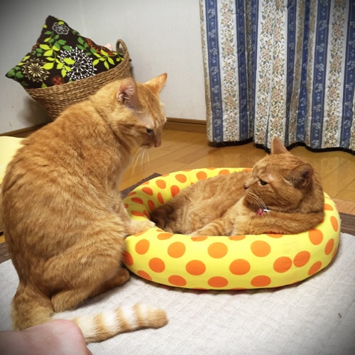 ちょいっと_d0355333_17295009.jpg