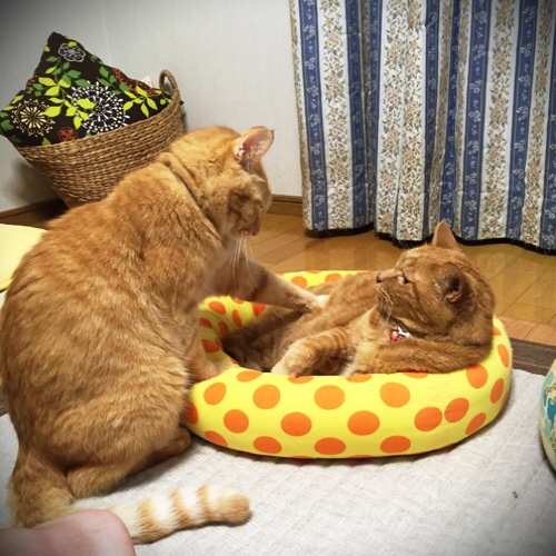 ちょいっと_d0355333_17295014.jpg