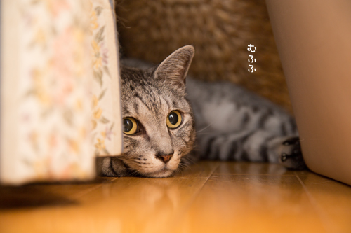なっちゃんのかわいいとこ_d0355333_17295270.jpg