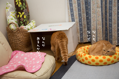 そこに理由はない_d0355333_17295693.jpg