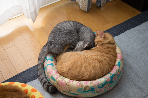 猫の休日_d0355333_17295778.jpg