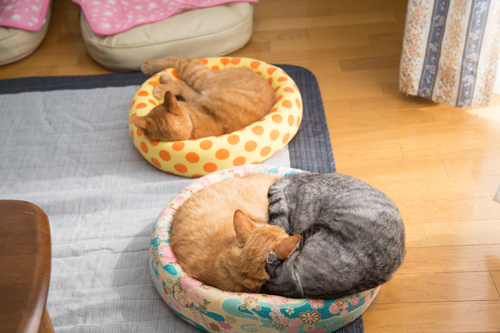 猫の休日_d0355333_17295779.jpg