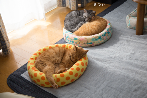 猫の休日_d0355333_17295797.jpg