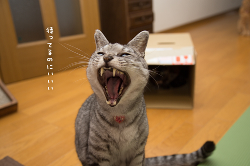 待ってられない_d0355333_17295910.jpg