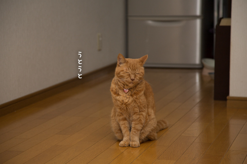待ってられない_d0355333_17295915.jpg