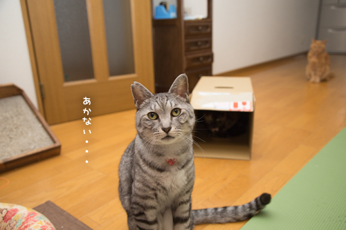 待ってられない_d0355333_17295954.jpg