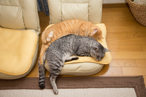 仲良しな時間_d0355333_17300266.jpg