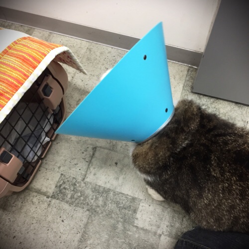 すぐに行って正解_d0355333_17300334.jpg