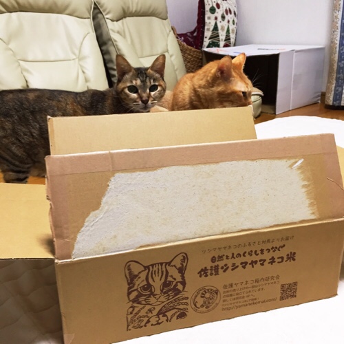 ツシマヤマネコのお米がやってきた_d0355333_17301046.jpg