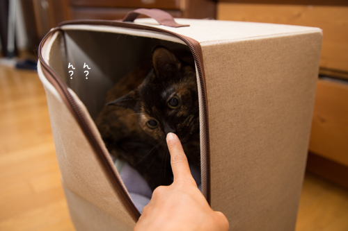 そろそろしまいたい_d0355333_17301113.jpg