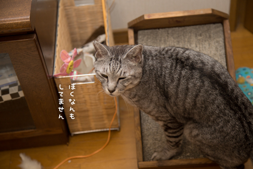 猫もごまかす_d0355333_17301116.jpg