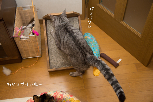 猫もごまかす_d0355333_17301125.jpg