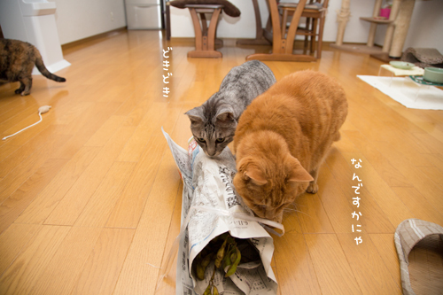 丹波黒の時期です_d0355333_17301620.jpg