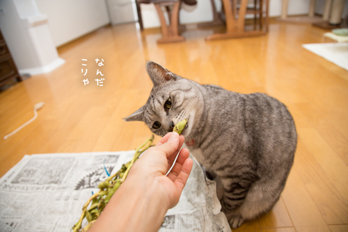 丹波黒の時期です_d0355333_17301626.jpg