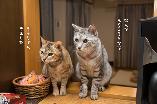 新しいおいしさ_d0355333_17301725.jpg